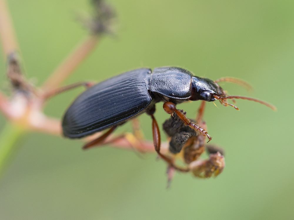 Carabidae: cfr. Ophonus incisus